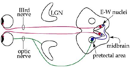 Pupillary Light Reflex Pathway Diagram Visual Reflex Pathways At Texas 